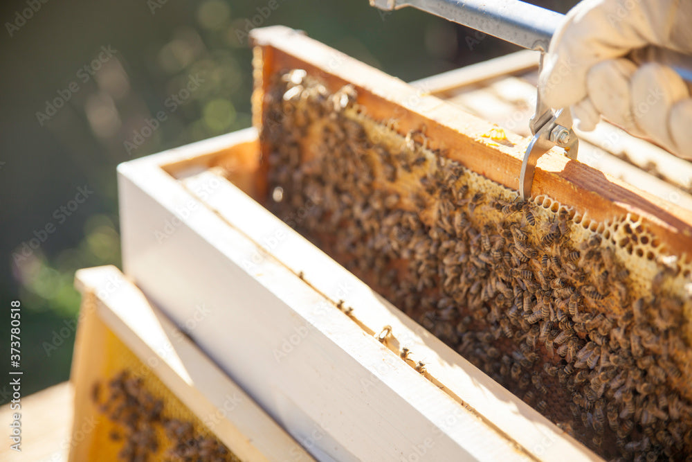 1 pound 100% Beeswax